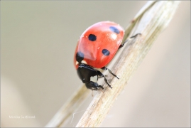 <p>SLUNÉČKO SEDMITEČNÉ (Coccinella septempunctata) ---- /Seven-spotted ladybug - Siebenpunkt-Marienkäfer/</p>